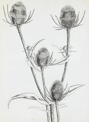 Disteln